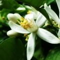 Bergamot Blossom